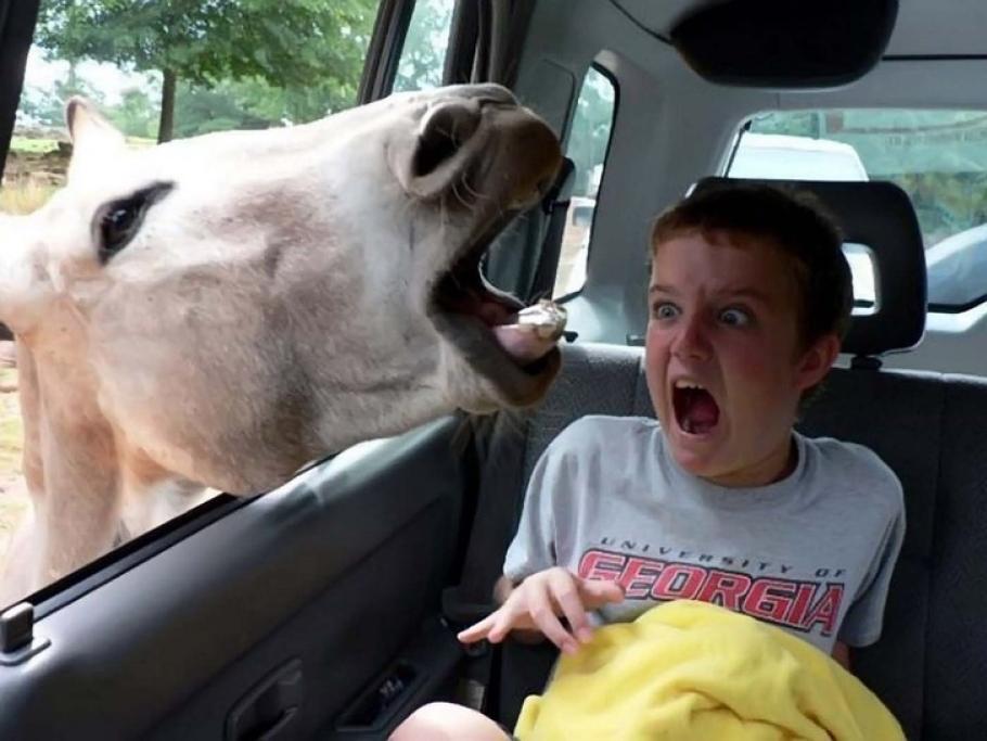 Allo zoo