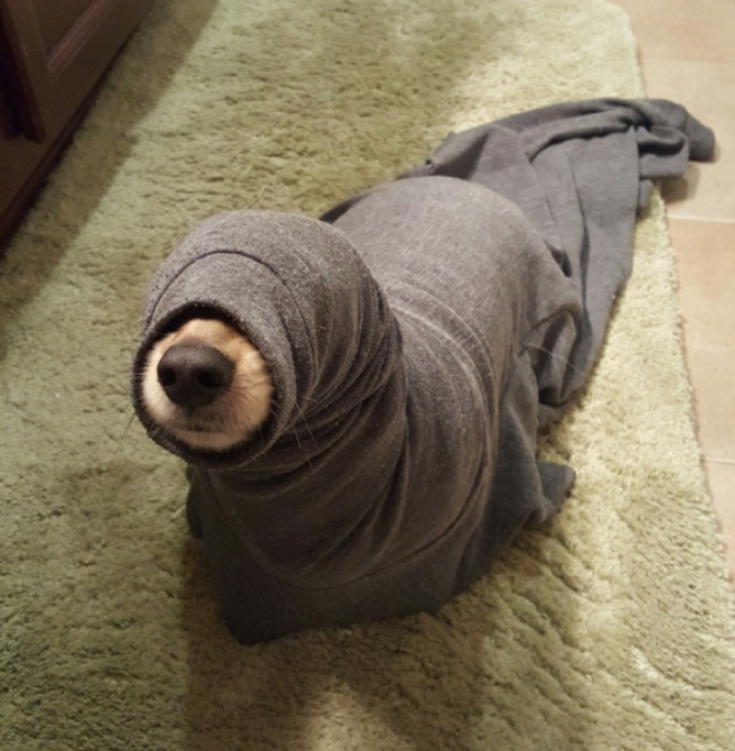 È un cane o una foca?