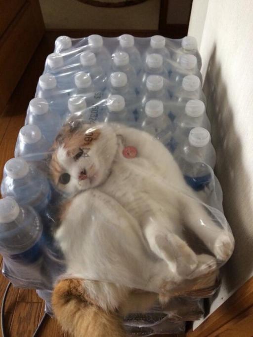 Il gatto che aveva tanta sete
