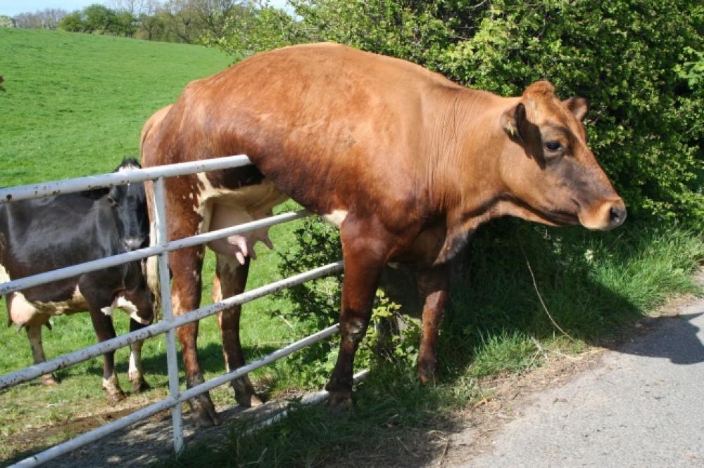"Ehi, aspettatemi!"