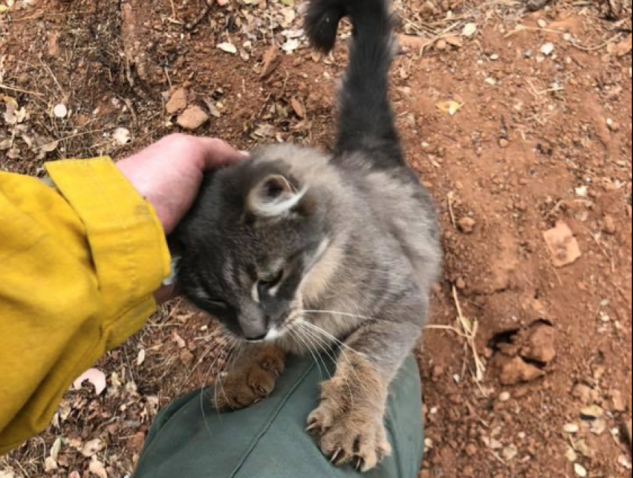 L'amicizia tra esseri umani e gli animali è forse una delle cose più dolci che ci siano