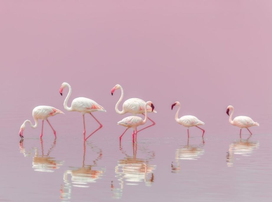 1 – Al primo posto troviamo una meravigliosa foto di alcuni flamingo, i celebri fenicotteri rosa. Il fotografo ha raccontato di essere riuscito a 