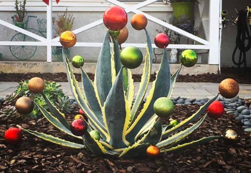 L'albero Aloe
