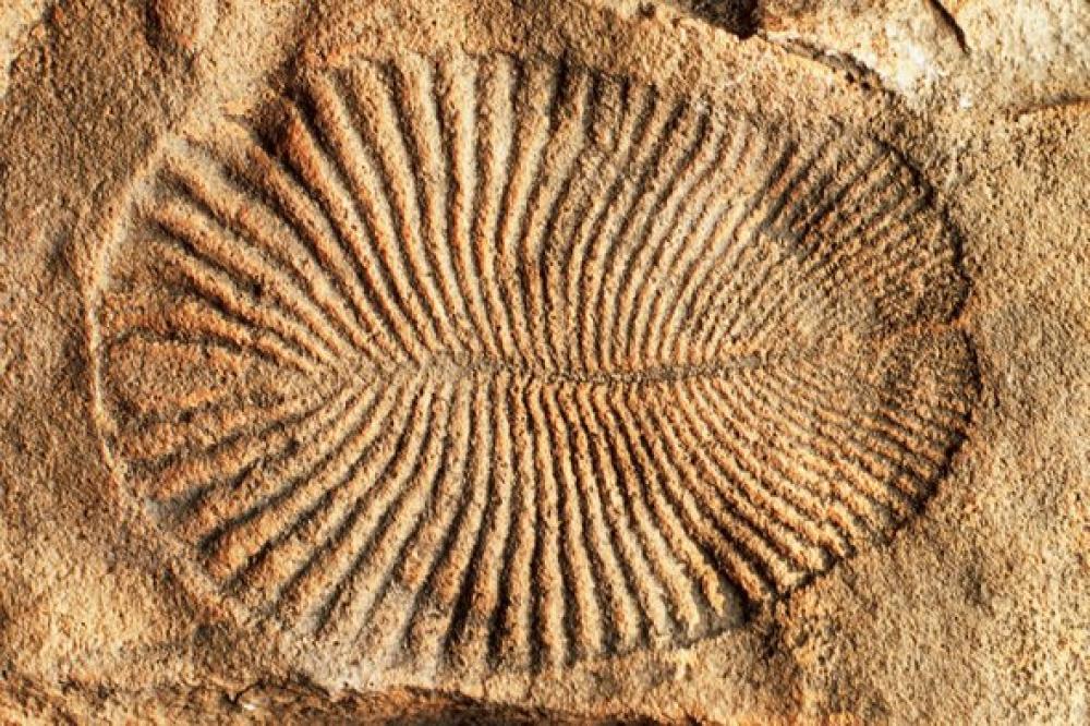 9 – Il fossile dell’animale più antico del mondo