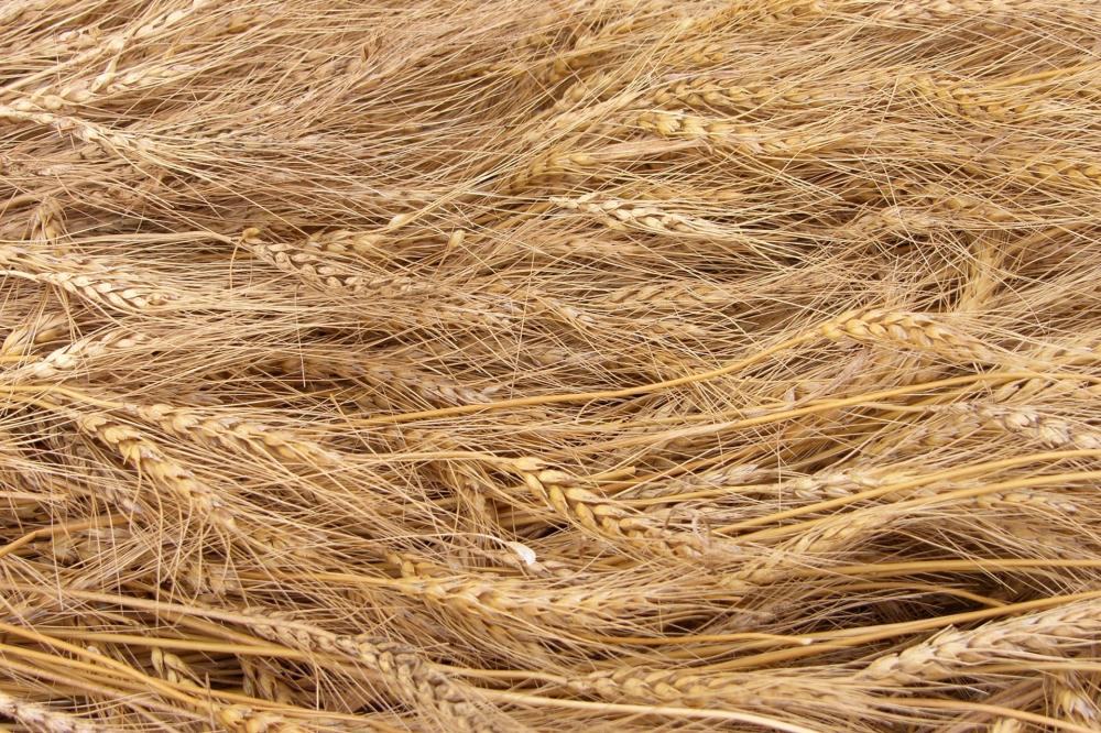 6 – Il genoma del frumento è stato decodificato