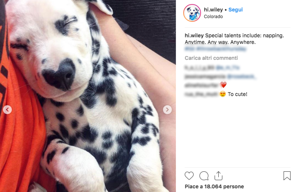 Ecco il piccolo Wiley mentre schiaccia un pisolino tra le braccia della sua padrona. Per la sua dolcezza potrebbe entrare a far parte a pieno titolo