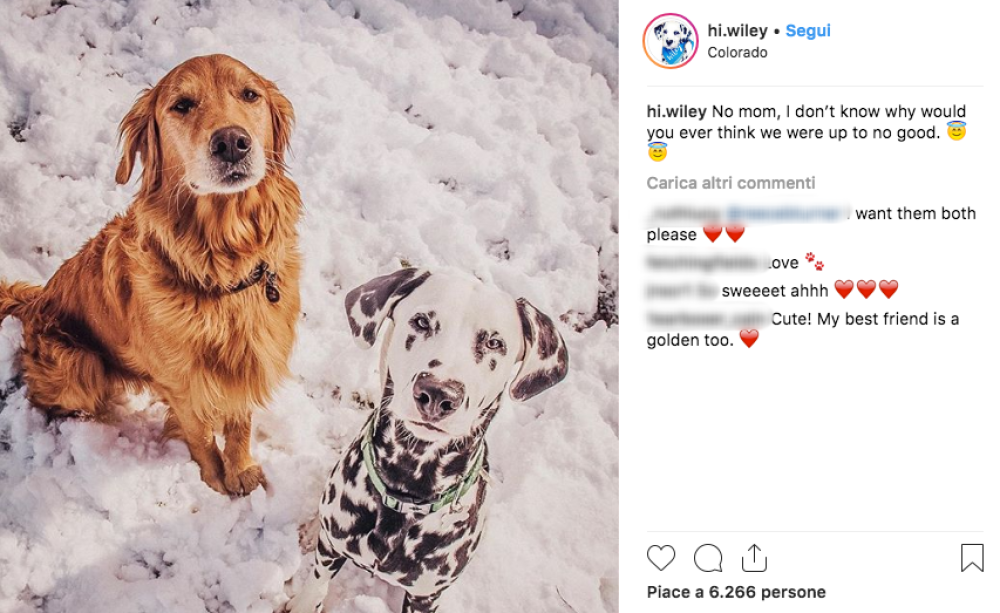Lexi, in realtà, ha anche un altro cane, un bellissimo Golden Retriever di nome Tucker: eccolo mentre posa con Wiley sulla neve!