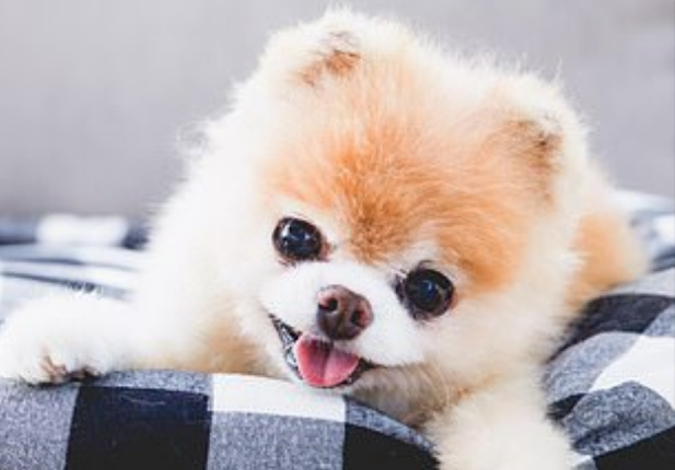 Boo, il cane più bello del mondo, è morto per un problema al cuore Foto 1 di 7 Radio 105