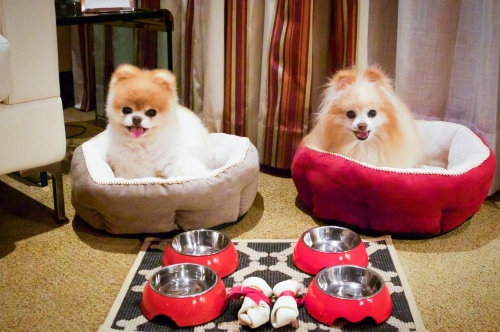 Ecco un altro scatto di Boo e Buddy ritratti nella loro casa.