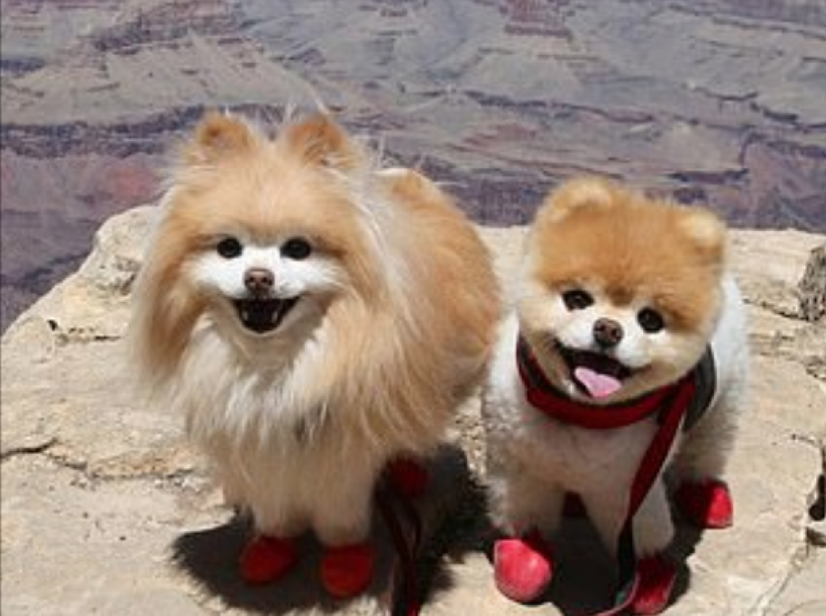 Boo e Buddy hanno vissuto insieme tantissime avventure: i padroni, infatti, li hanno sempre portati con loro nei loro viaggi, come dimostrano le tante