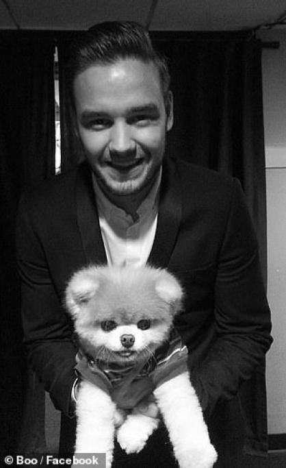Tra i suoi fan, Boo aveva anche molte star dello spettacolo, come ad esempio il cantante britannico Liam Payne, membro della band One Direction.