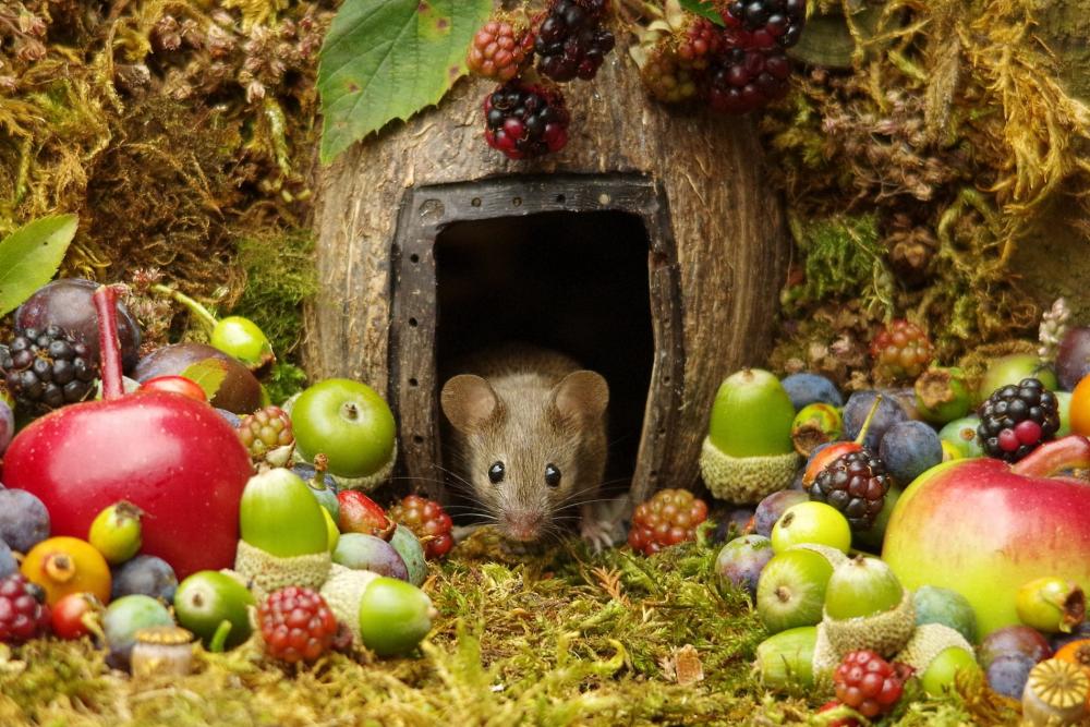 Simon è un fotografo ed è abituato a scattare foto ad animali selvatici