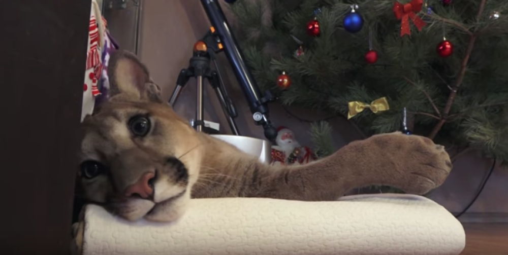 Avere un puma a casa non è certo semplice