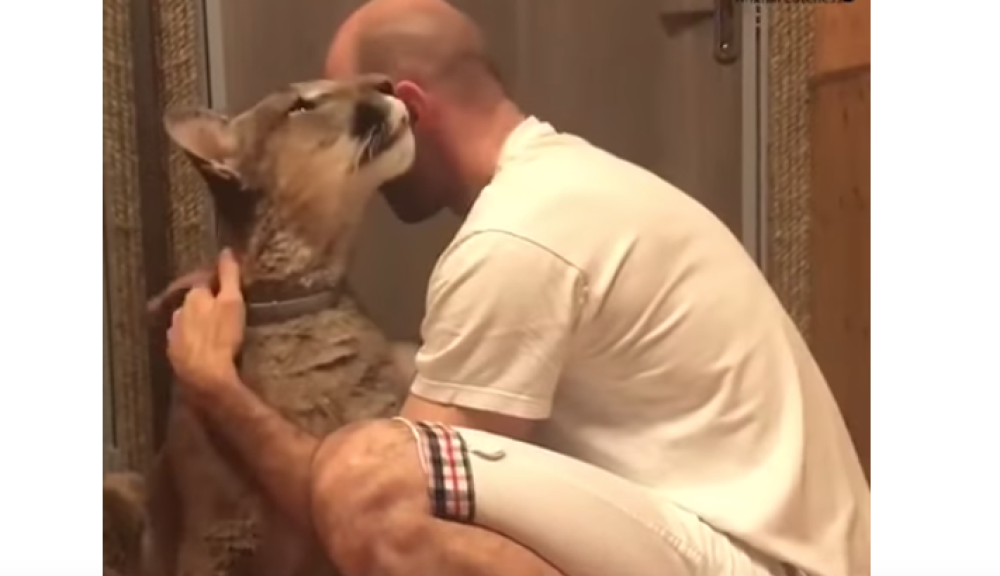 E' un gatto dolcissimo... è solo un po' più grosso