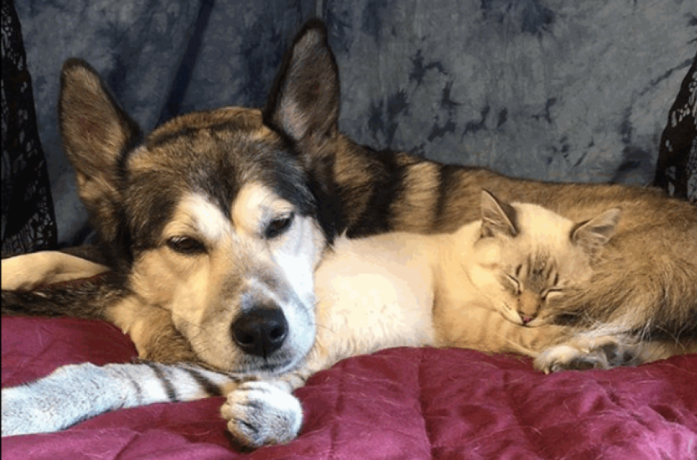 Il gattino protagonista di questa dolce storia si chiama Harpurr: quando una famiglia lo ha trovato, in Alaska, aveva solo 3 settimane, era malnutrito