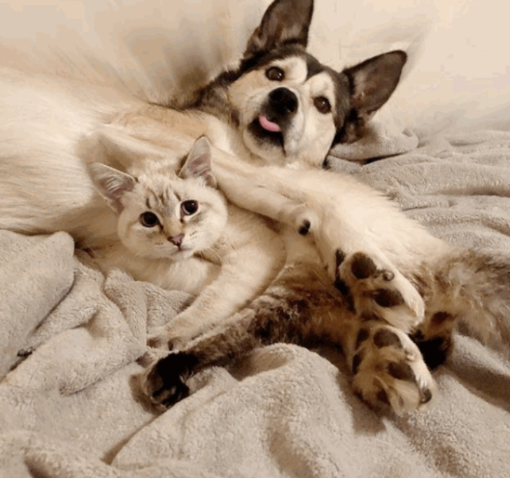 I suoi cani erano già abituati alla presenza dei gatti, ma nessuno avrebbe mai pensato che tra Cinder e Harpurr potesse nascere un affetto così 