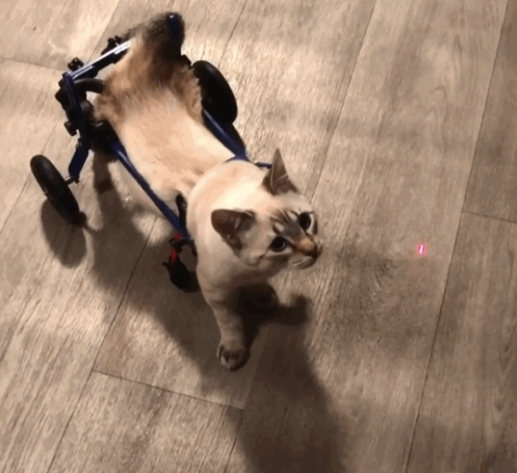 Per muoversi, Harpurr ha bisogno di questa specie di carrozzina per animali. Cinder si prende cura di lui proprio come farebbe una mamma: lo lava, lo 
