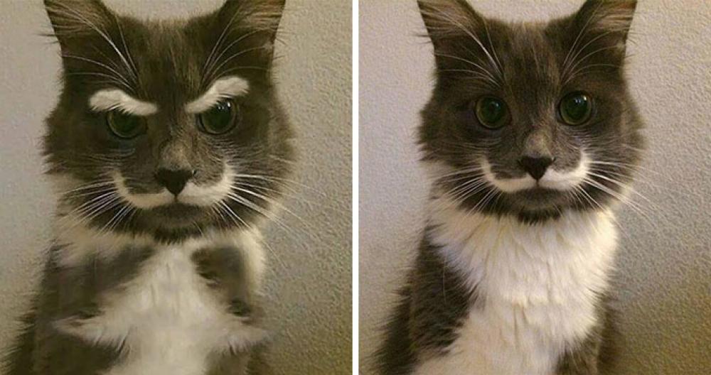 Basta aggiungere un paio di sopracciglia e un dolcissimo gattino diventa arrabbiatissimo