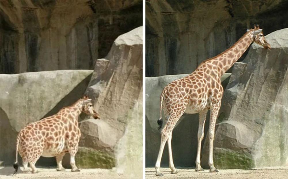 Avete mai visto una giraffa bassa? Ecco quello che i potenti mezzi della grafica riescono a fare