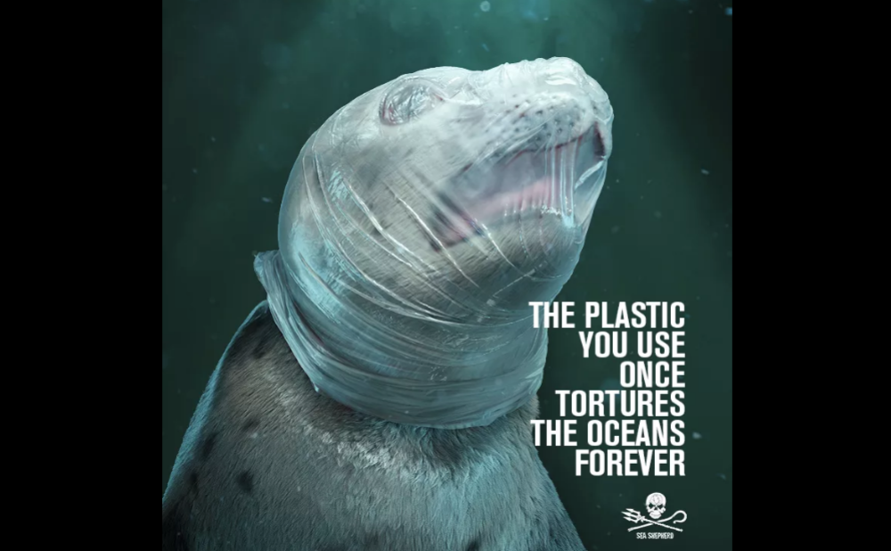 La campagna di sensibilizzazione contro l'utilizzo della plastica ha come protagonisti una foca e una tartaruga