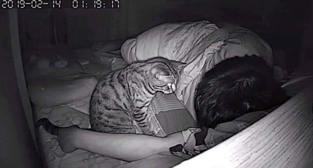 In questa divertentissima foto, il gatto osserva il suo padrone mentre dorme. Capita spesso, infatti, che i nostri amici a quattro zampe stiano 