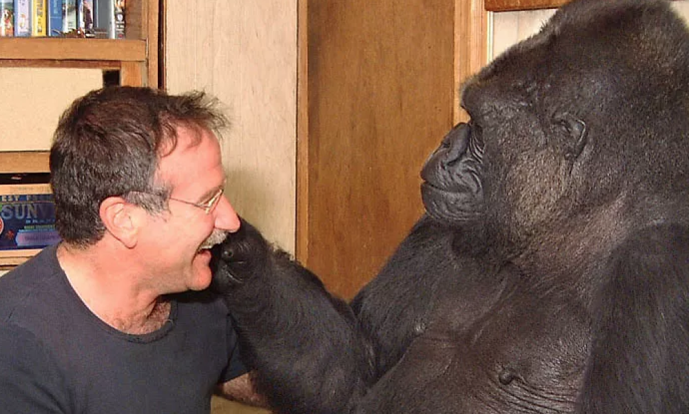 Il gorilla che alla domanda "Dove vanno gli animali quando muoiono"