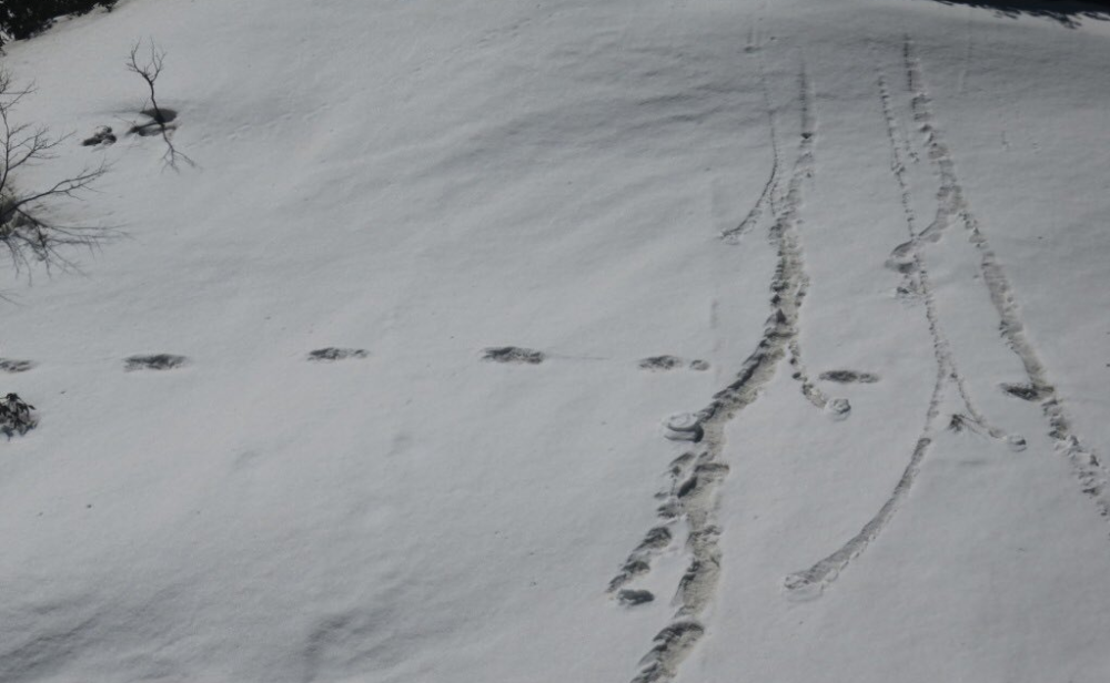 Ecco le impronte che sono state fotografate dall'Esercito Indiano durante una spedizione in montagna