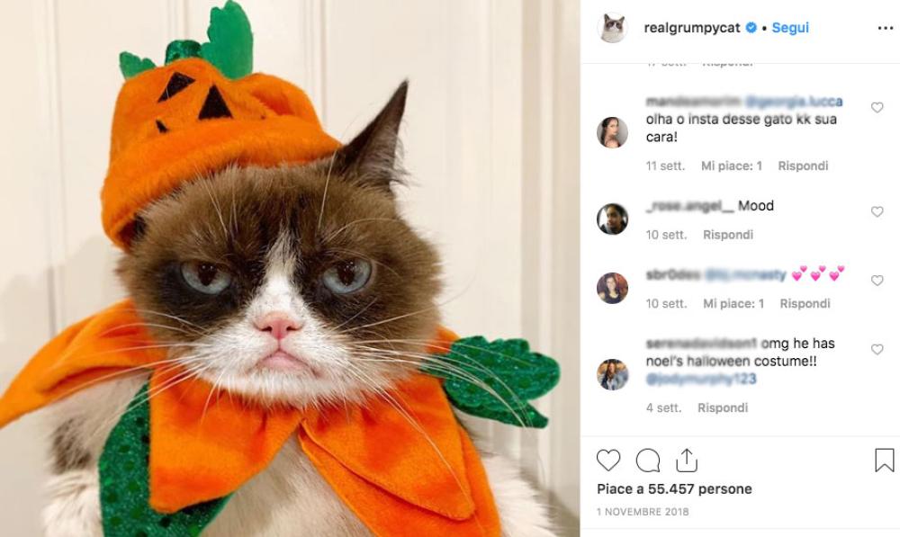 L'espressione imbronciata di Grumpy Cat