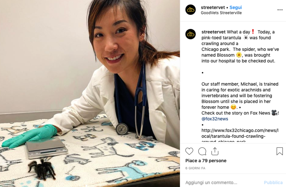 La tarantola si è lasciata visitare senza problemi dallo staff della clinica veterinaria 