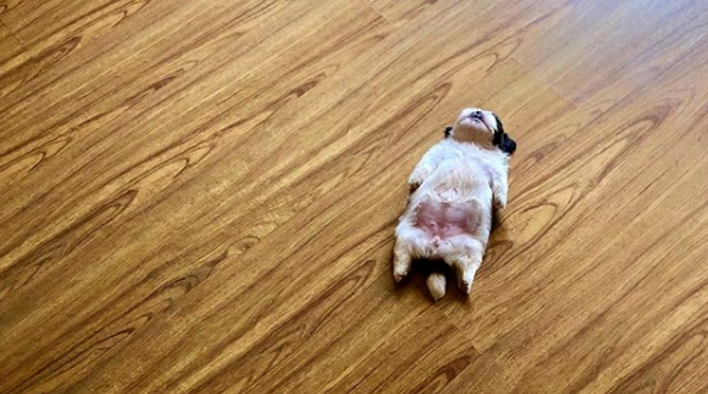 Dorme come se fosse "svenuto"