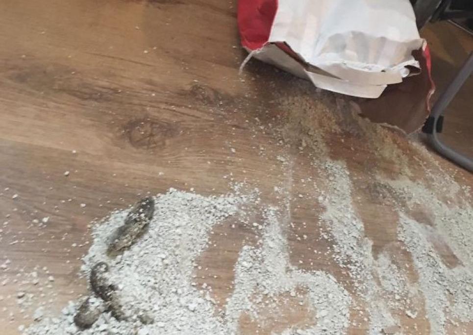 Svegliarsi la mattina e trovare la cacca del gatto per terra insieme alla sabbietta