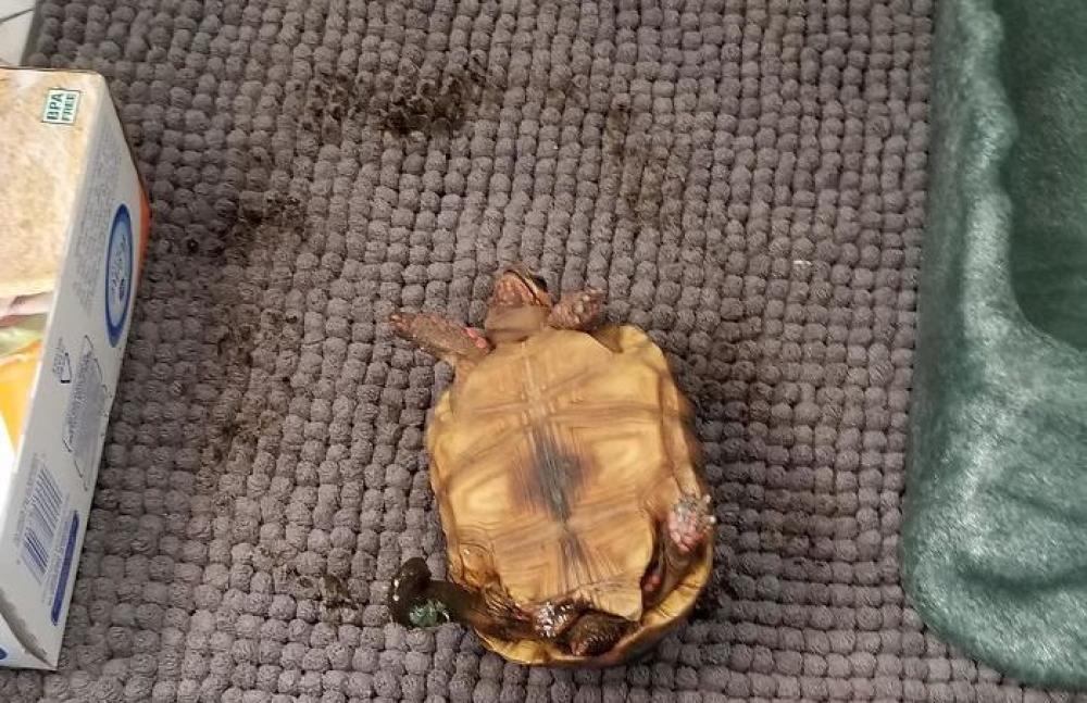Trovare la propria tartaruga capovolta con la pupù sparsa non è certo un buon modo per iniziare la giornata