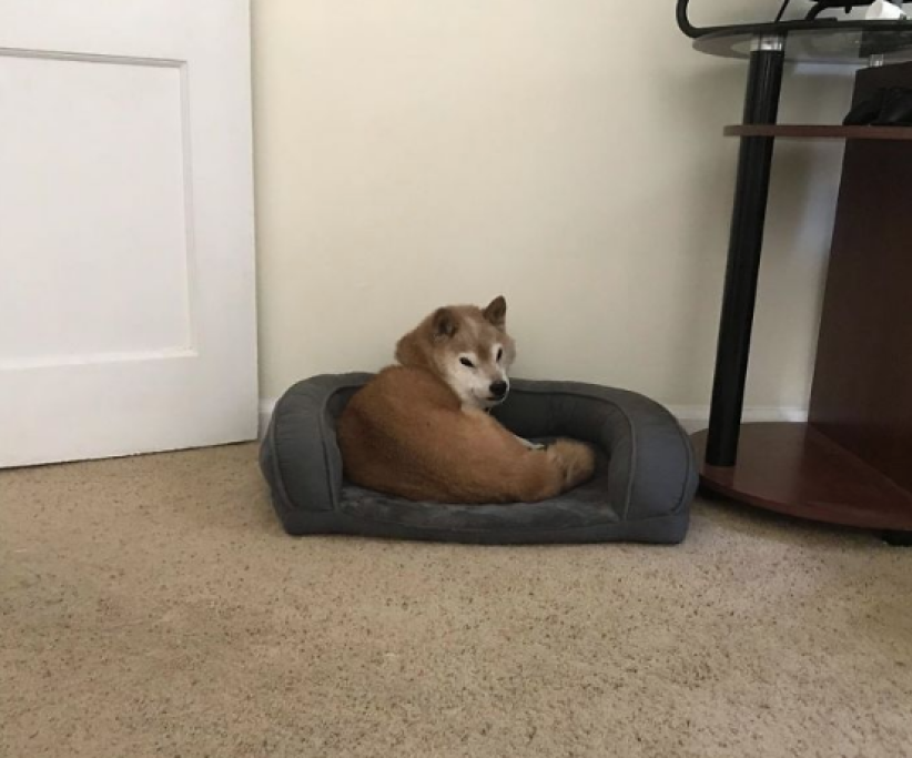 Lo Shiba è un cane che ricorda molto un peluche per il suo pelo folto e morbido. Gli esemplari rossi come Chester ricordano molto le volpi.