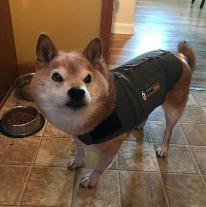 Il suo padrone ha raccontato che tutti gli chiedono perché il suo cane ha quell’espressione così aggressiva: 