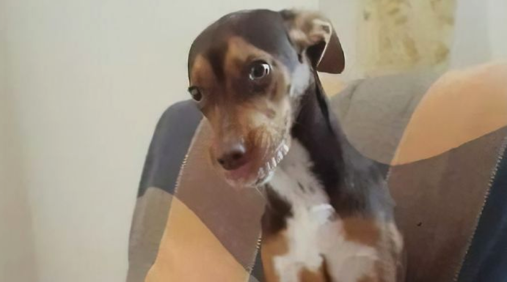 Anche se è stata colta in fragrante la cagnolina non si è sentiva minimamente in colpa