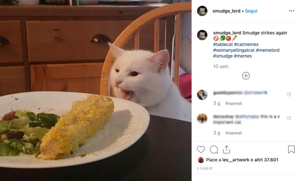 Smudge non ama le verdure e lo scatto del meme è stato fatto mentre a tavola c'era qualcosa che non gli piaceva