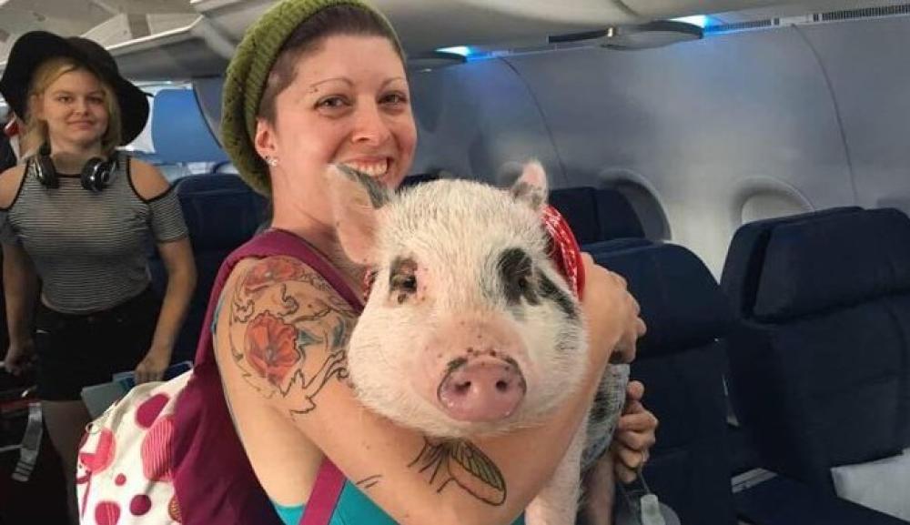 Questa donna come animale di supporto ha un maialino