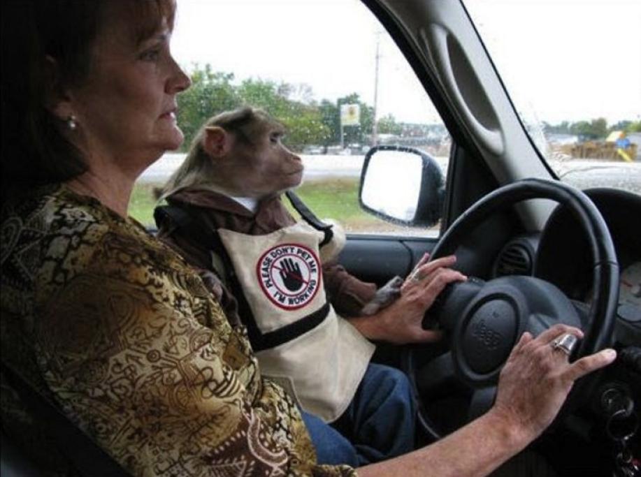 Tra gli animali da pet therapy ci sono anche le scimmie