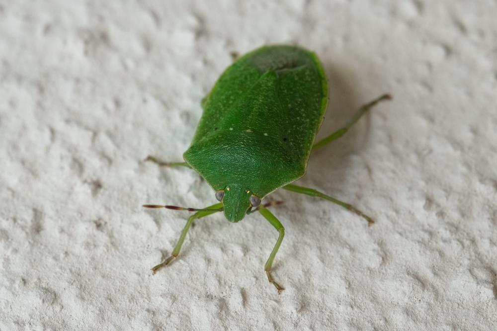 La cimice più comune è quella verde