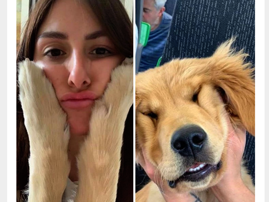 Quante volte avete fatto questo al vostro cane?
