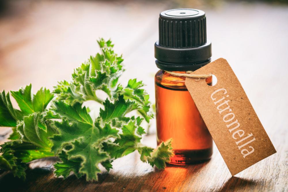 Essenza di citronella