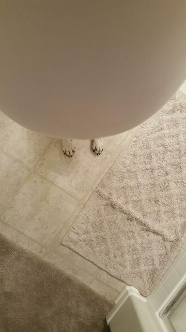 Oddio hp le zampe di un cane al posto dei piedi!