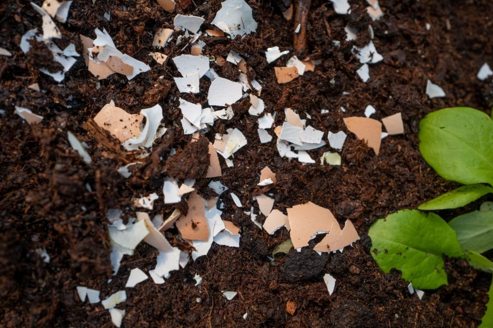 I gusci di uova sono ottimi fertilizzanti 