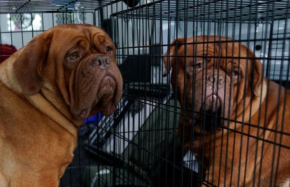 Questi due dogue de bordeaux attendono pazientemente il loro turno di sfilare.
