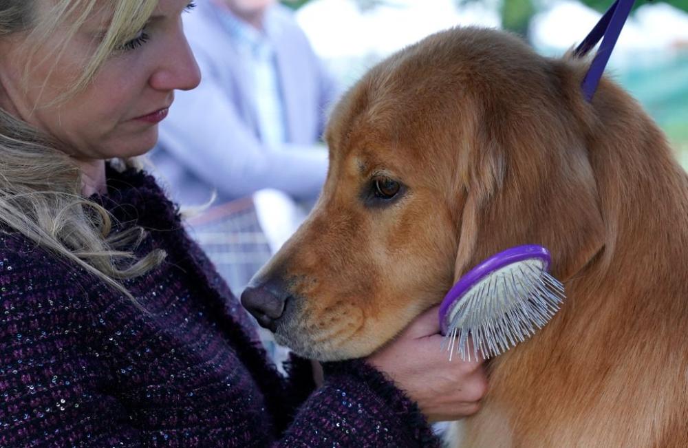 Questo Golden Retriever sogna di correre nei prati, invece gli tocca sfilare 