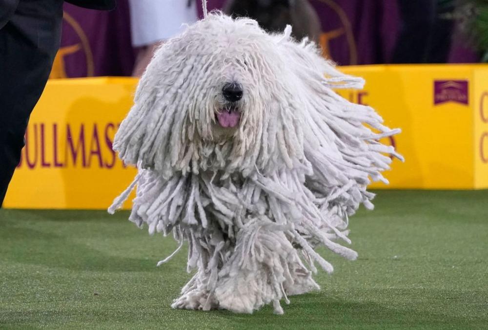 Lui sembra un po' rasta, un po' straccio per il pavimento, ma là sotto c'è un muso bellissimo