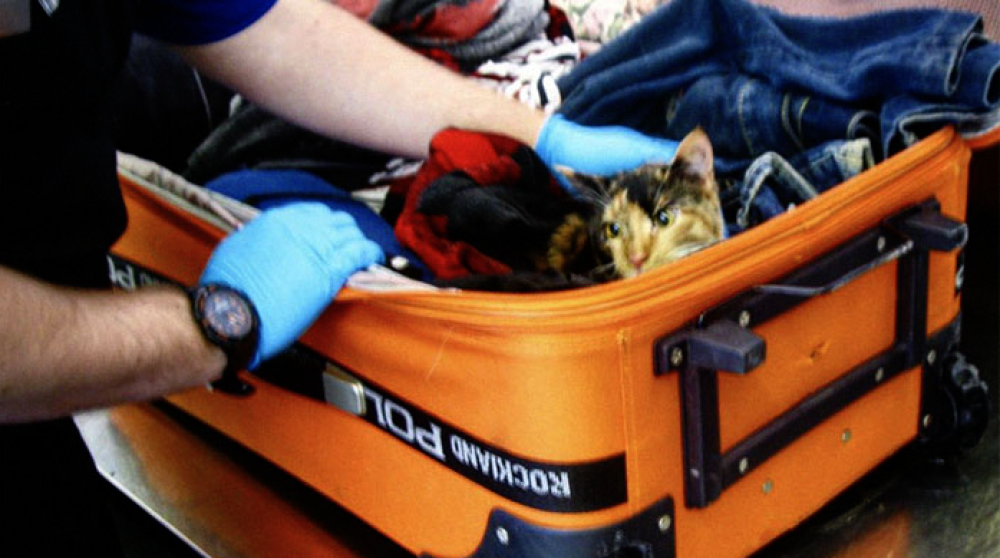 Ecco qua che spunta un gattino