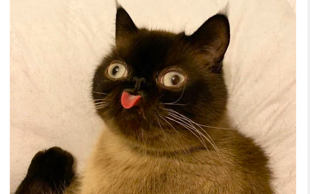 Ikiru è un gatto davvero eccezionale