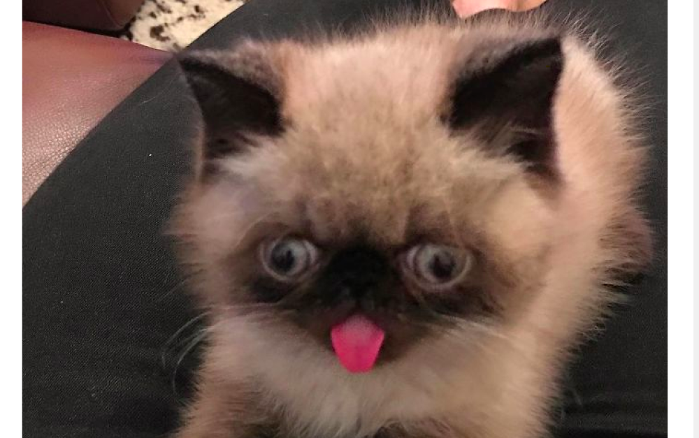 Anche da cucciolo