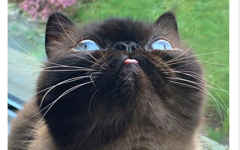 I suoi padroni assicurano che il gatto